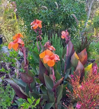 Casa Gemeas Carvoeiro (Lagoa)